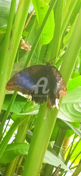 Photographie intitulée "Papillon Marron ble…" par Kasiopea, Œuvre d'art originale, Photographie numérique
