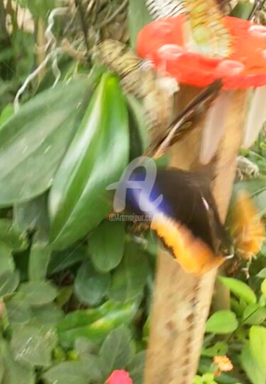 Photography titled "Papillons noir viol…" by Kasiopea, Original Artwork, Digital Photography