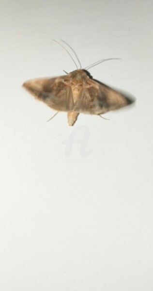 Photography titled "Le papillon de nuit…" by Kasiopea, Original Artwork, Digital Photography