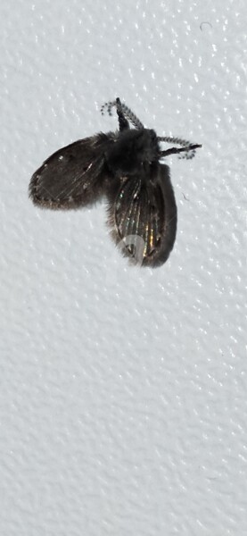 Fotografie mit dem Titel "Papillon de nuit mo…" von Kasiopea, Original-Kunstwerk, Digitale Fotografie