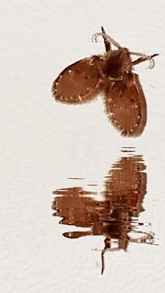 Photography titled "Reflet marron ©" by Kasiopea, Original Artwork, Digital Photography