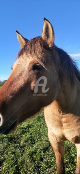 Photographie intitulée "Très beau cheval ©" par Kasiopea, Œuvre d'art originale, Photographie numérique