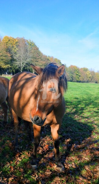 Fotografía titulada "La frange du cheval…" por Kasiopea, Obra de arte original, Fotografía digital