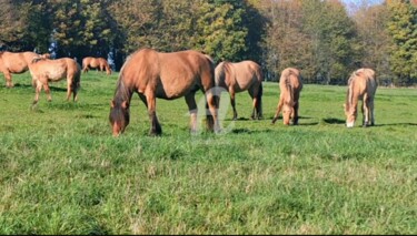 Fotografie mit dem Titel "Les 7 chevaux entra…" von Kasiopea, Original-Kunstwerk, Digitale Fotografie