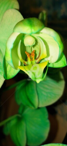 Photographie intitulée "L'orchidée verte ©" par Kasiopea, Œuvre d'art originale, Photographie numérique