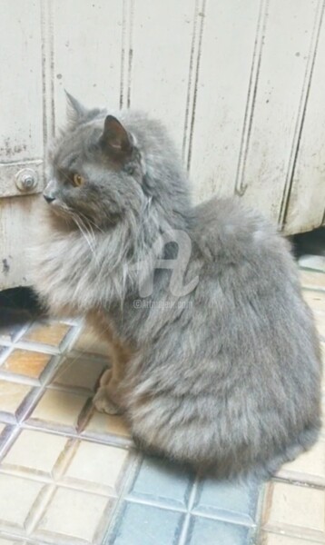 Photographie intitulée "Le Chat gris ©" par Kasiopea, Œuvre d'art originale, Photographie numérique