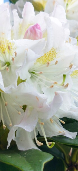 Photographie intitulée "Rhododendron decoru…" par Kasiopea, Œuvre d'art originale, Photographie numérique