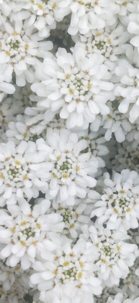 Photographie intitulée "Iberis sempervirens…" par Kasiopea, Œuvre d'art originale, Photographie numérique