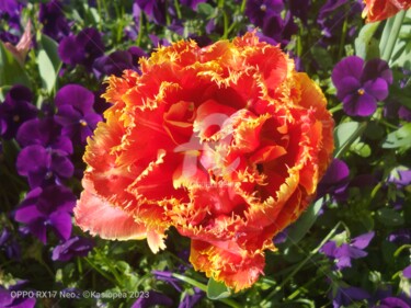 Photographie intitulée "Le bel Dianthus car…" par Kasiopea, Œuvre d'art originale, Photographie numérique