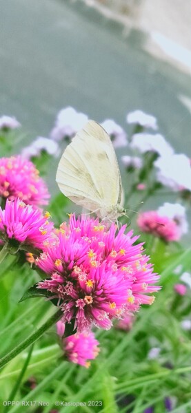 Fotografia intitolato "Le papillon blanc ©" da Kasiopea, Opera d'arte originale, Fotografia digitale