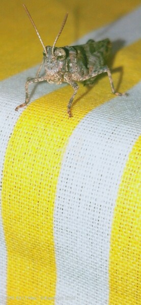 Photography titled "Cricket 3 ©" by Kasiopea, Original Artwork, Digital Photography