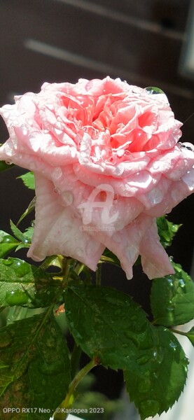 Fotografía titulada "Rose sous la pluie ©" por Kasiopea, Obra de arte original, Fotografía digital