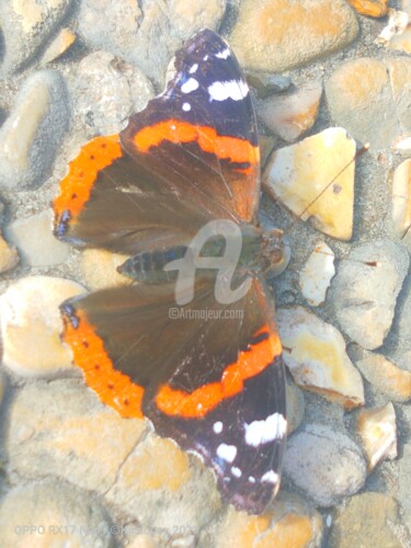 Fotografia intitulada "Le beau papillon su…" por Kasiopea, Obras de arte originais, Fotografia digital