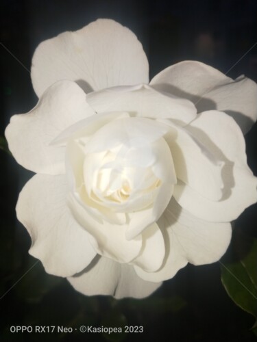 Фотография под названием "Rose blanche en écl…" - Kasiopea, Подлинное произведение искусства, Цифровая фотография