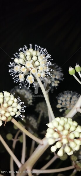 Photography titled "Zoom sur le Fatsia…" by Kasiopea, Original Artwork, Digital Photography