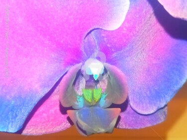 Fotografie mit dem Titel "L'orchidée oiseau ©" von Kasiopea, Original-Kunstwerk, Digitale Fotografie