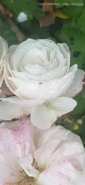 Photographie intitulée "Rose blanche et les…" par Kasiopea, Œuvre d'art originale, Photographie numérique