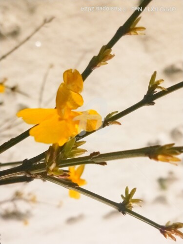 Photographie intitulée "Jasmin d'hiver ©" par Kasiopea, Œuvre d'art originale, Photographie numérique