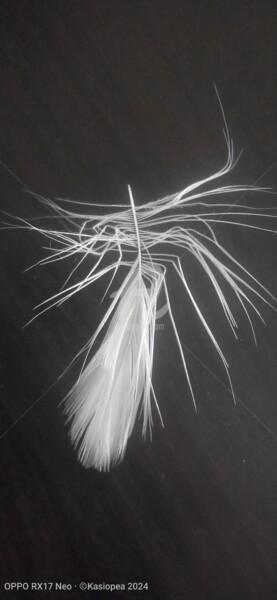 Photographie intitulée "La plume ©" par Kasiopea, Œuvre d'art originale, Photographie numérique