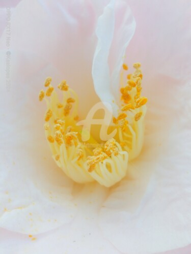 Photographie intitulée "Étamines de la rose…" par Kasiopea, Œuvre d'art originale, Photographie numérique