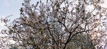 Fotografia zatytułowany „Fleurs de cerisiers…” autorstwa Kasiopea, Oryginalna praca, Fotografia cyfrowa