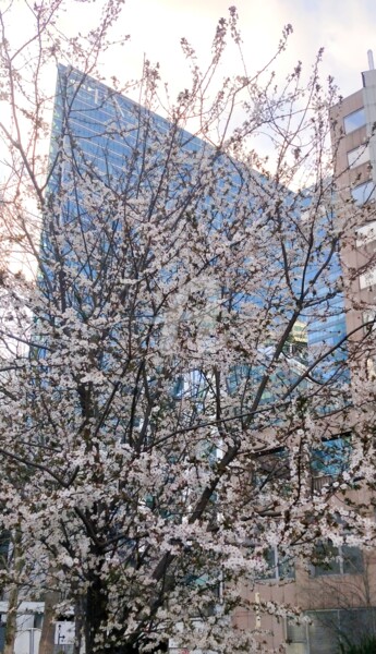 Photographie intitulée "Fleurs de cerisier…" par Kasiopea, Œuvre d'art originale, Photographie numérique