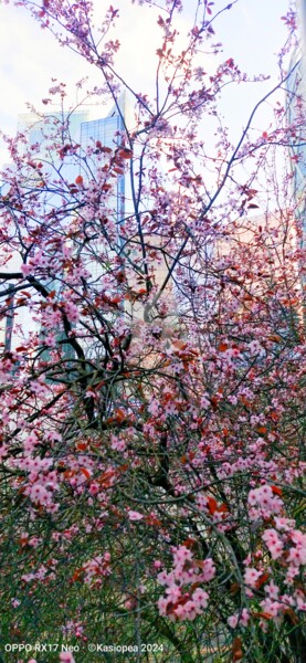 Photographie intitulée "Cerisier dominant l…" par Kasiopea, Œuvre d'art originale, Photographie numérique