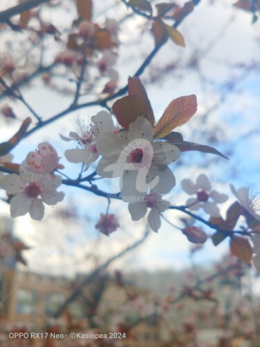 Fotografía titulada "Des Prunus cerasife…" por Kasiopea, Obra de arte original, Fotografía digital