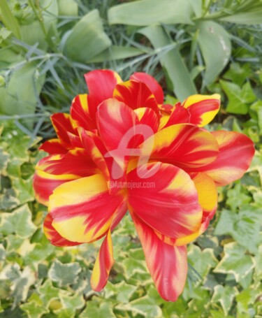 Photographie intitulée "Tulipe à l'envers ©" par Kasiopea, Œuvre d'art originale, Photographie numérique
