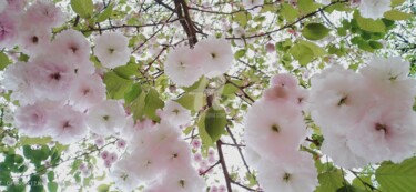 Photographie intitulée "Vue sur les cerisie…" par Kasiopea, Œuvre d'art originale, Photographie numérique