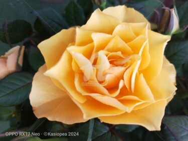 Photographie intitulée "Rose jaune  ©" par Kasiopea, Œuvre d'art originale, Photographie numérique