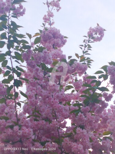 Photographie intitulée "Le Cerisier caniche…" par Kasiopea, Œuvre d'art originale, Photographie numérique