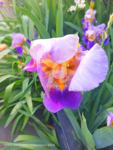 Photographie intitulée "Iris bleu d'Allemag…" par Kasiopea, Œuvre d'art originale, Photographie numérique