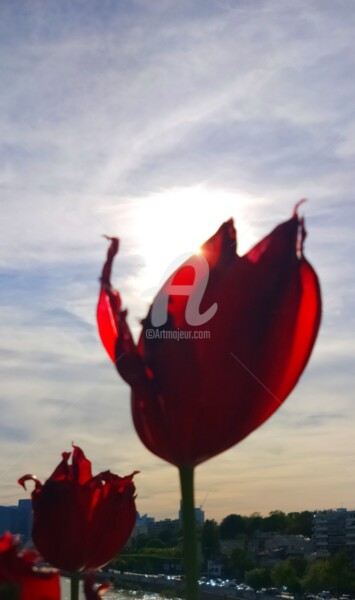 Photographie intitulée "Tulipe visage du so…" par Kasiopea, Œuvre d'art originale, Photographie numérique