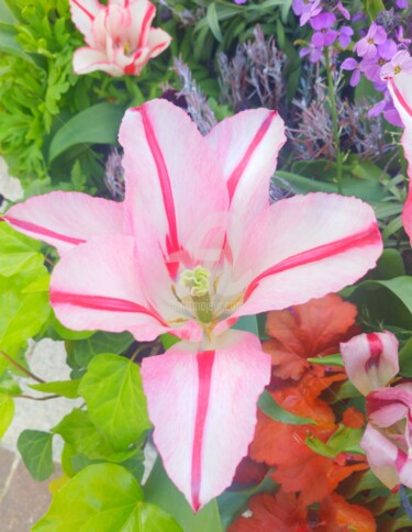 Photographie intitulée "Tulipe rose  ©" par Kasiopea, Œuvre d'art originale, Photographie numérique