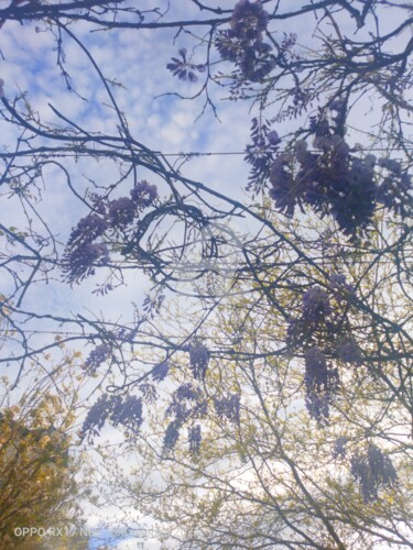 Fotografia zatytułowany „Lièvre jacinthe  ©” autorstwa Kasiopea, Oryginalna praca, Fotografia cyfrowa