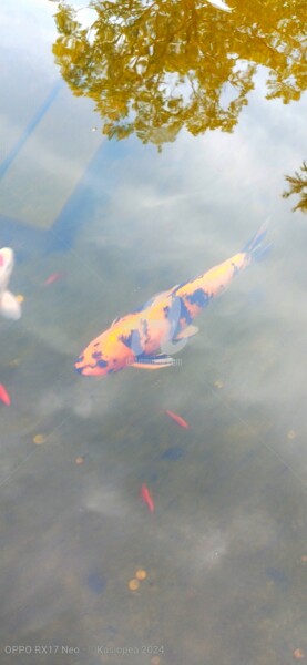 Fotografia zatytułowany „Poisson orange et n…” autorstwa Kasiopea, Oryginalna praca, Fotografia cyfrowa