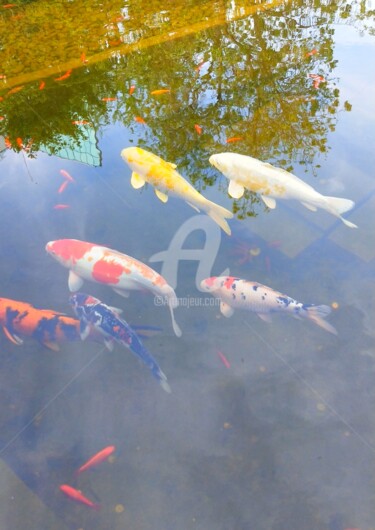 Photographie intitulée "Banc de poissons ©" par Kasiopea, Œuvre d'art originale, Photographie numérique