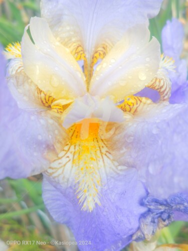 Photography titled "Iris dragon violet ©" by Kasiopea, Original Artwork, Digital Photography