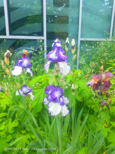 Photographie intitulée "Les iris violettes…" par Kasiopea, Œuvre d'art originale, Photographie numérique