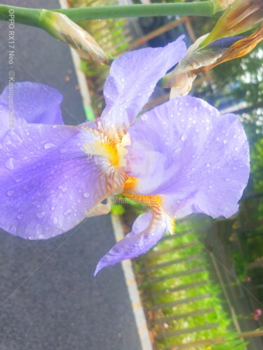 Photographie intitulée "Iris bouche bée ©" par Kasiopea, Œuvre d'art originale, Photographie numérique