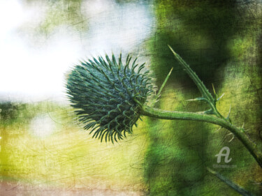 Digitale Kunst mit dem Titel "Kwiat ostu" von Katarzyna Dziemidowicz, Original-Kunstwerk, Fotomontage