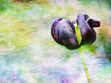 Arts numériques intitulée "Czarny tulipan" par Katarzyna Dziemidowicz, Œuvre d'art originale, Photo montage