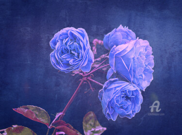 Digitale Kunst mit dem Titel "Niebieskie róże her…" von Katarzyna Dziemidowicz, Original-Kunstwerk, Fotomontage