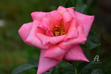Fotografia zatytułowany „Różowa róża” autorstwa Katarzyna Dziemidowicz, Oryginalna praca, Fotografia cyfrowa