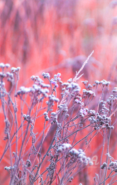 Fotografia zatytułowany „Zimowa łąka” autorstwa Katarzyna Dziemidowicz, Oryginalna praca, Fotografia nie manipulowana