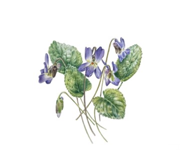 Pintura titulada "Viola reichenbachia…" por Katerina Slastin, Obra de arte original, Acuarela