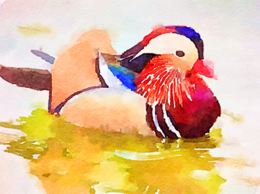 Painting titled "Mandarin duck" by Kath Sapeha, Original Artwork, Watercolor