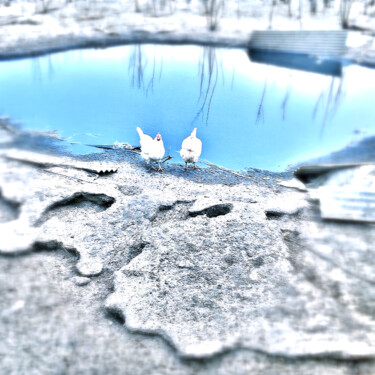 Photography titled "chicken near the po…" by Katherine Lee, Original Artwork, Digital Photography