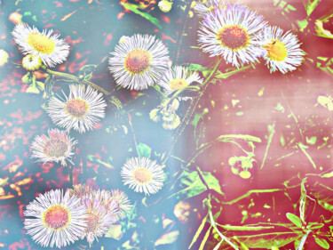 Digitale Kunst mit dem Titel "daisy in winter" von Katherine Lee, Original-Kunstwerk, 2D digitale Arbeit